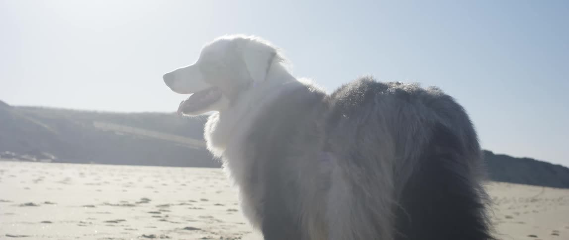 Closeup of an australian shepherd on the beach on a sunny day