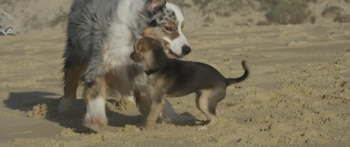 Small puppy playing in the beach sand with an australian shepherd