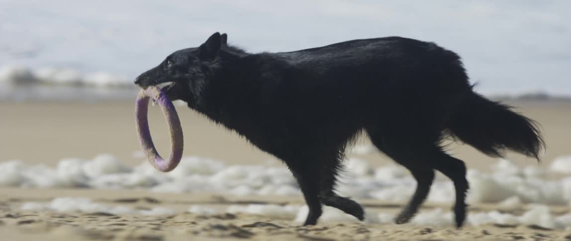 A dog runs on the beach with a ring