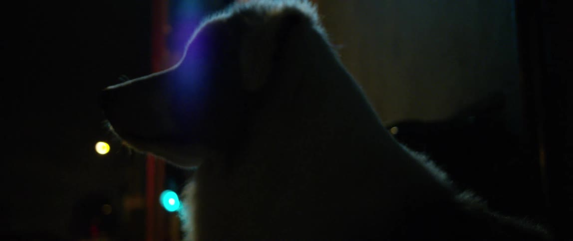 A dog is standing outside at night