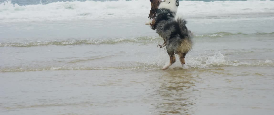 Two dogs play around in the ocean water
