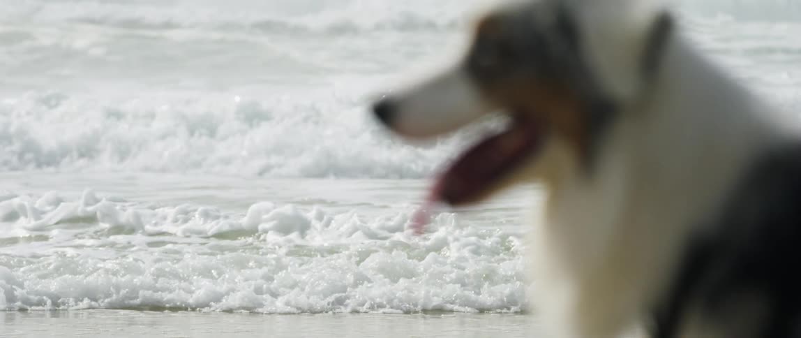 Closeup of an australian shepherd on the beach