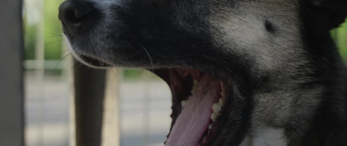 Close view of a dog yawning in slow motion during the daytime