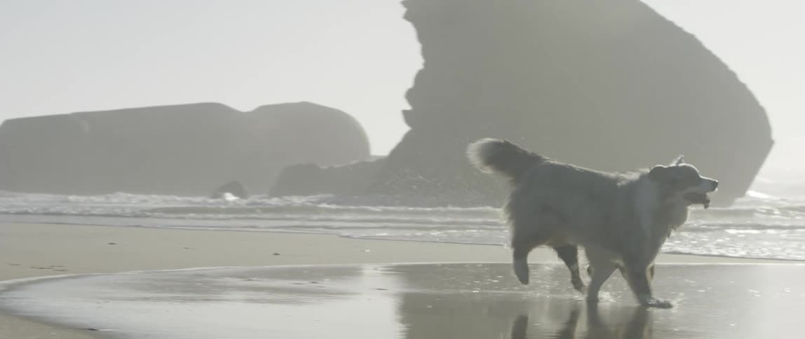 A white collie dog and a black shepherd dog running and playing together on a beach in the sun with the ocean and rock formations in the background
