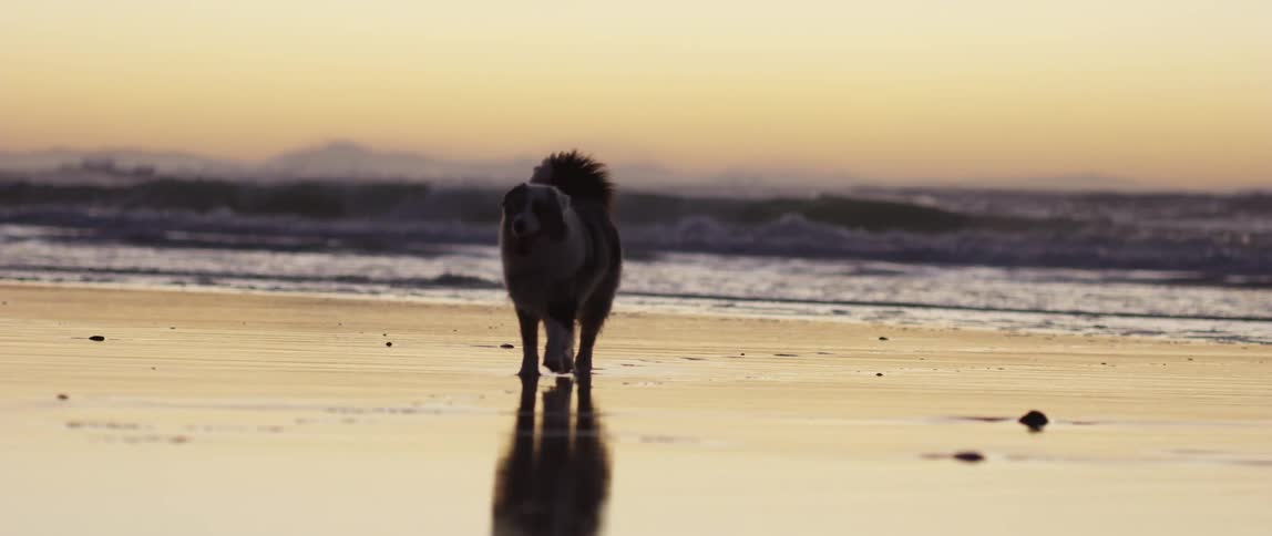 Silhouette of a dog walking on the beach at evening