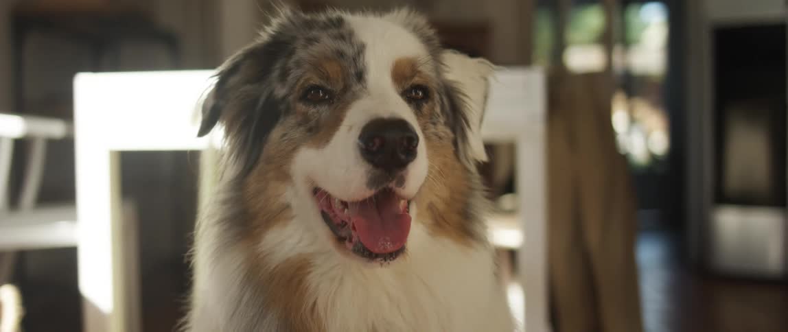 Closeup of a dog indoors with its tongue out