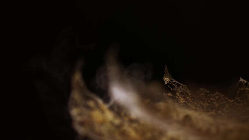 Smoke rises past falling decaying leaf against a dark background