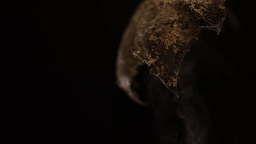 Extreme closeup of a dry leaf in a still life
