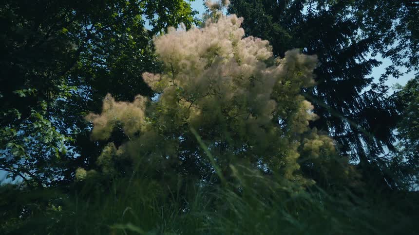 Close up of dandelion flowers in the forest
