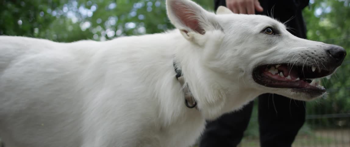 Closeup of a whitefurred dog eating something