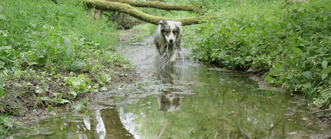 A dog jumping over logs in a small stream in the forest