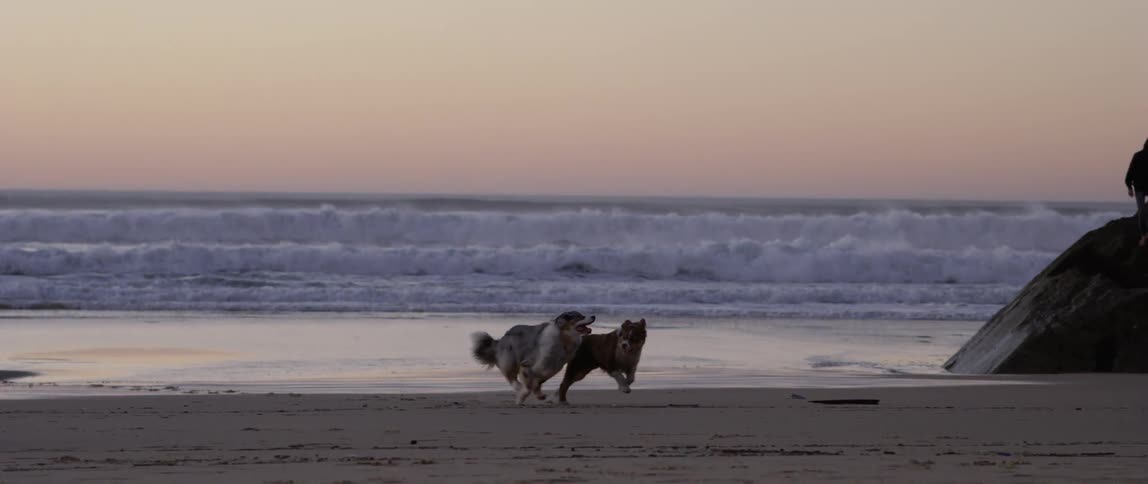 Two dogs are running and playing together on a sandy beach at dusk