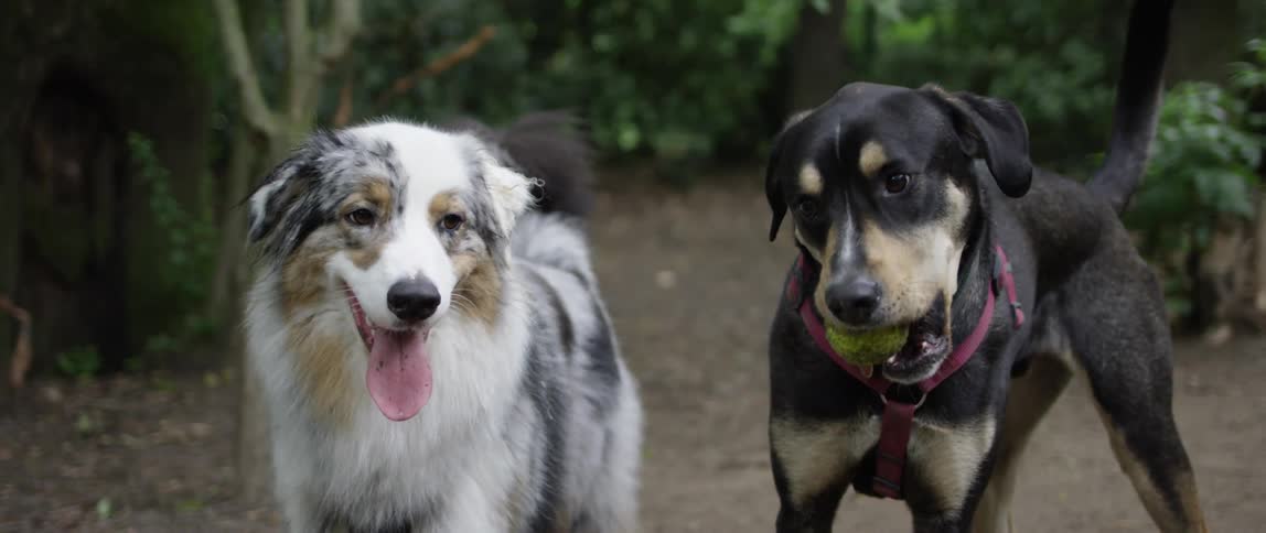 Two dogs side by side with one of them holding a tennis ball in its mouth