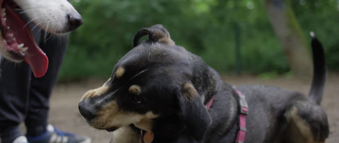 Dogs playing in a park on a cloudy day