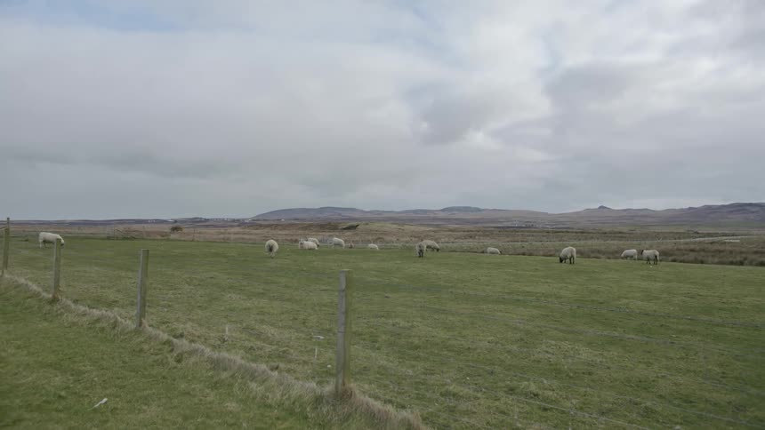 Herd of sheep grazing on the fields