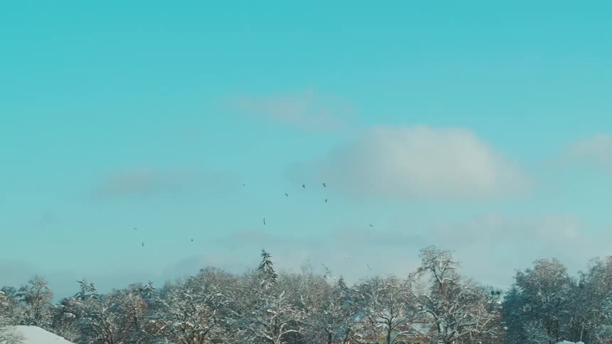 White and black birds fly over snow covered tree tops between snow covered roofs under a blue sky on a sunny day