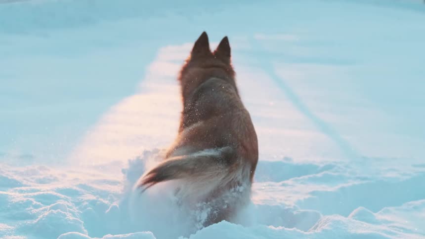 A dog jumping inside snow during the day