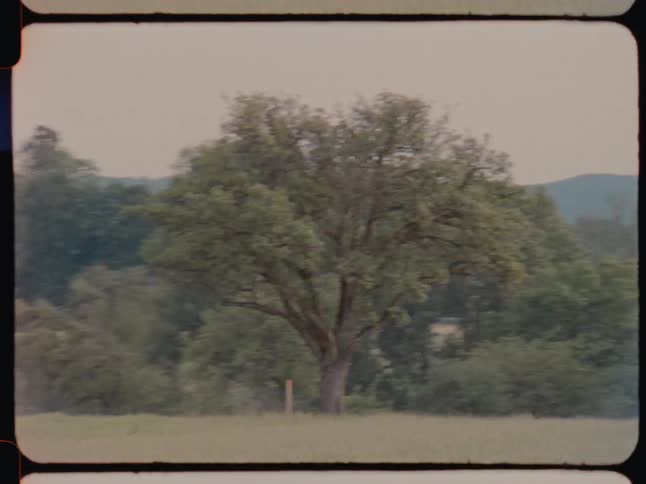 A green forest seen from a vehicle driving on a road
