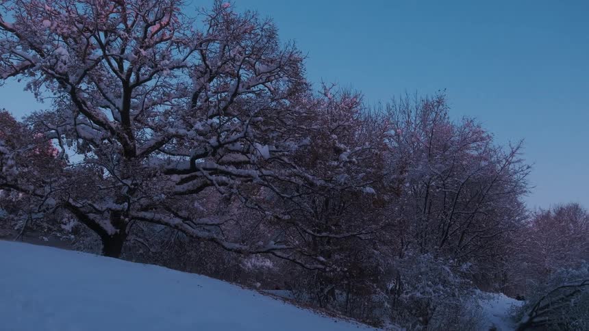 On a cold winter day a serene landscape of a snowcovered forest