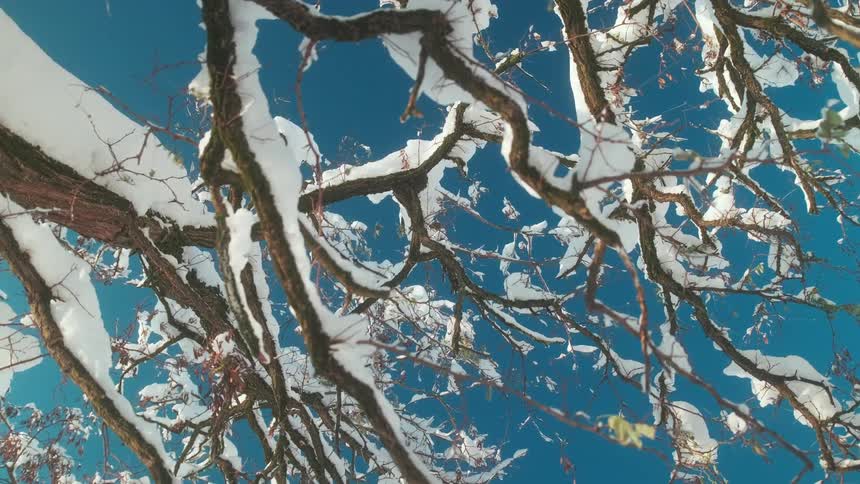 A snowcovered tree standing tall against the backdrop of a clear blue sky