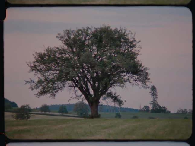 Solitary tree in the countryside caught on vintage film