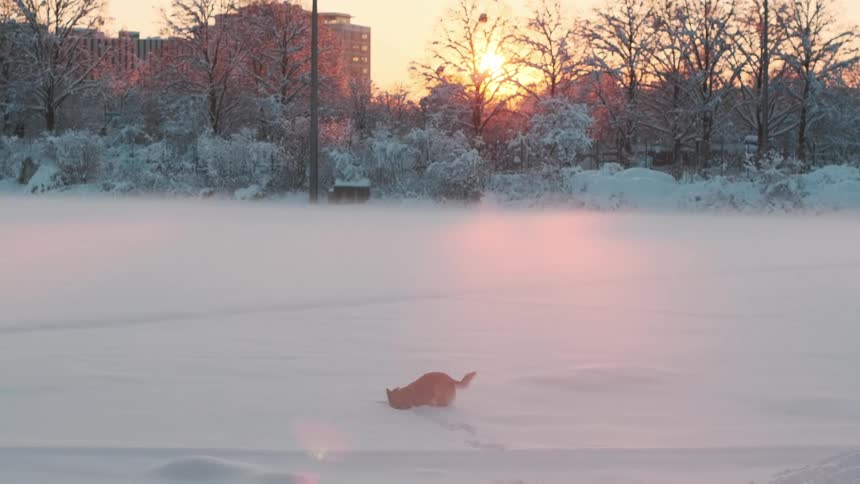 A dog is playing in the snow