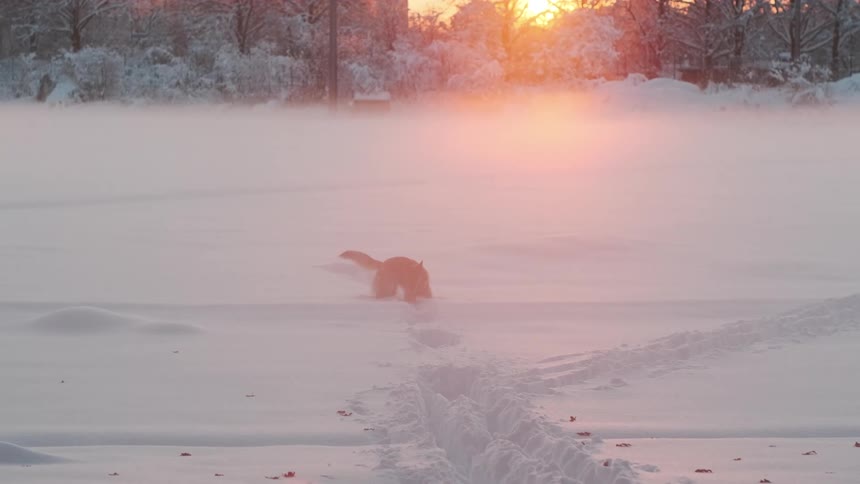 Dog running on snowcovered ground with the sunset on the horizon