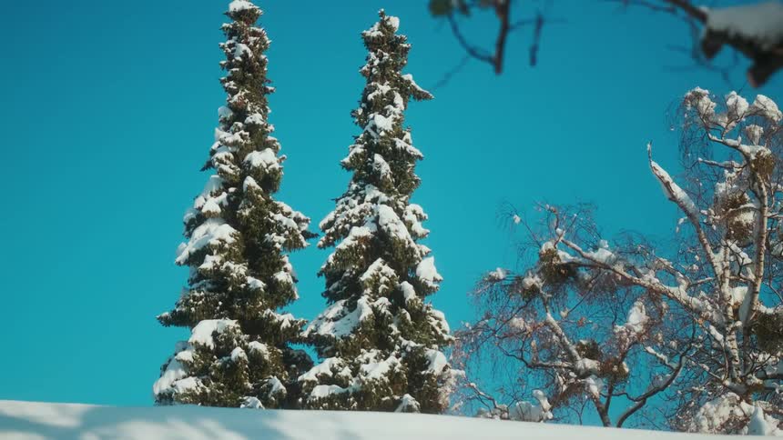 Snow covered trees during sunny winter day