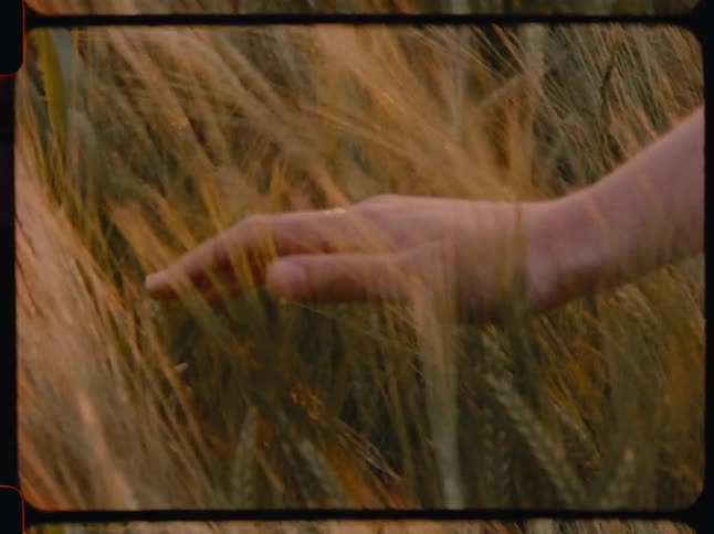 Closeup of a womans hands running through wheat