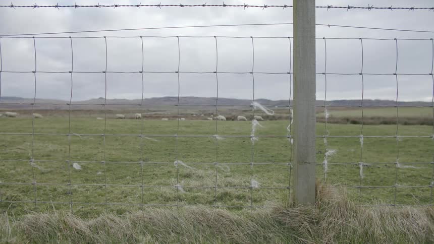 Sheep grazing on the green meadow behind fences