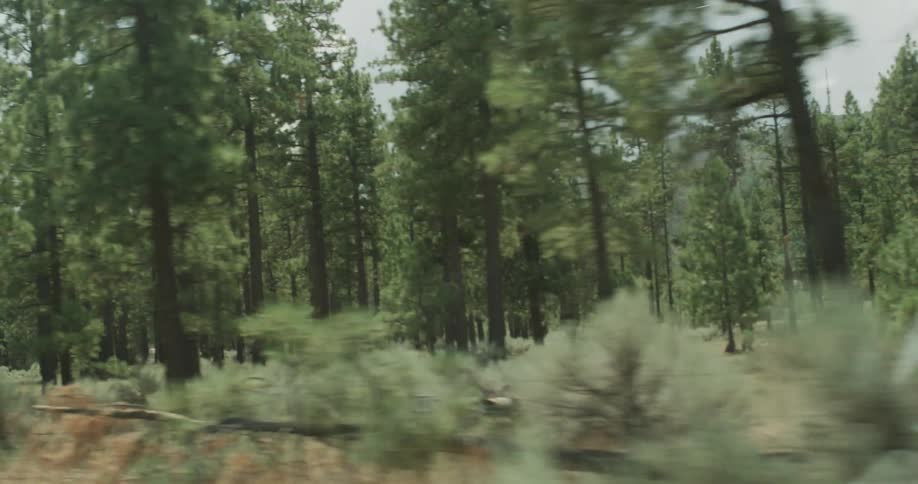 Panorama of a forest with coniferous trees in daylight