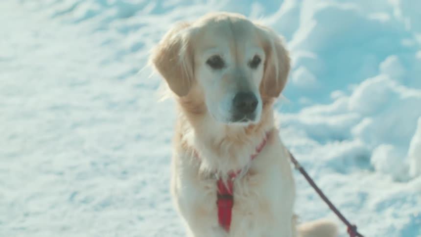 Dog on a leash in the snow in daylight