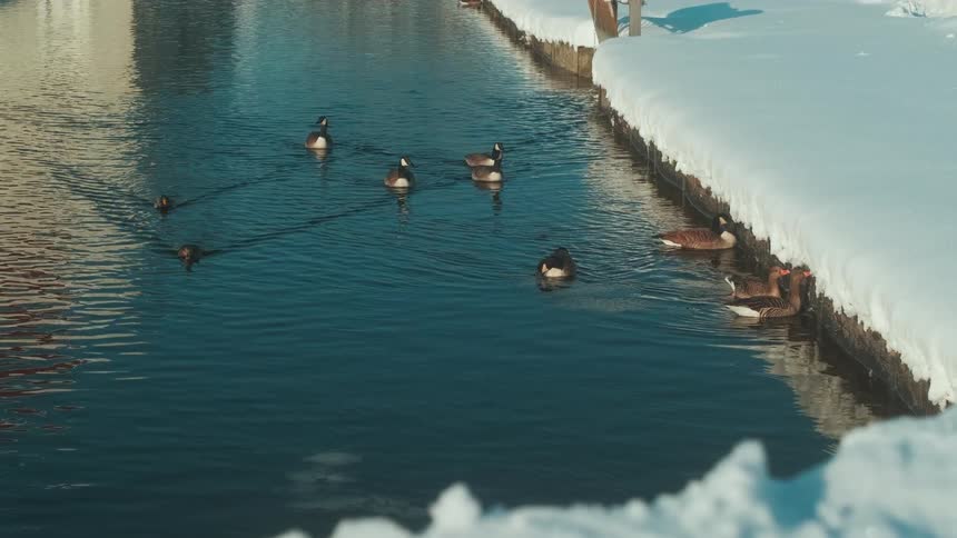 A clip of ducks swimming the river