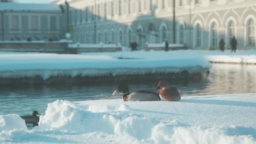 The ducks move around in the snow and water