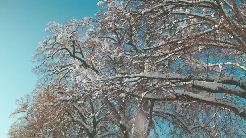 Snow falls from the branches of a tree during a sunny winter day