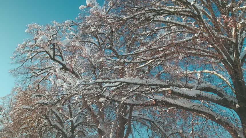 Snowcovered trees on a day with a clear blue sky without clouds