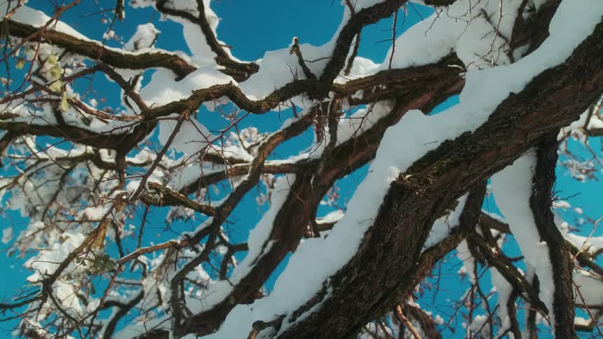 Heavy snow on a tree under a clear blue sky