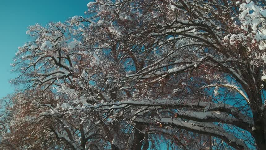 A tree covered in snow on a sunny winter day