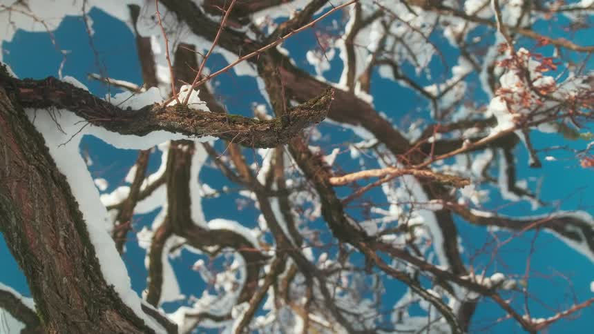 Upward view of trees with their branches covered in snow