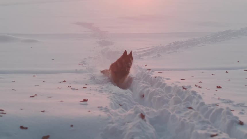 Shepherd dog runs away from a wooded area across a snow covered field reflecting the orange and red setting sun
