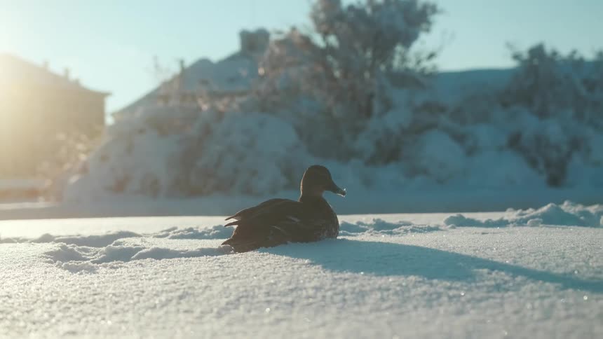 Two birds in the snow with the morning sunlight