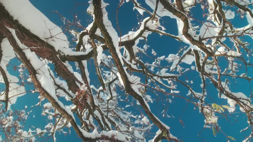 The branches are covered with snow