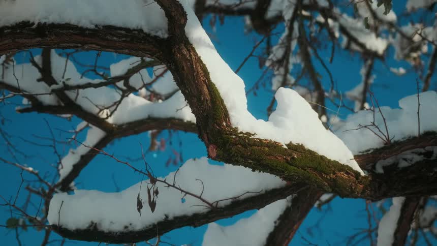 Closeup of tree branches covered in snow on a day with a clear cloudless sky