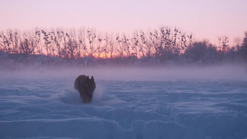 Dog runs across snow covered plain under a red tinted sky