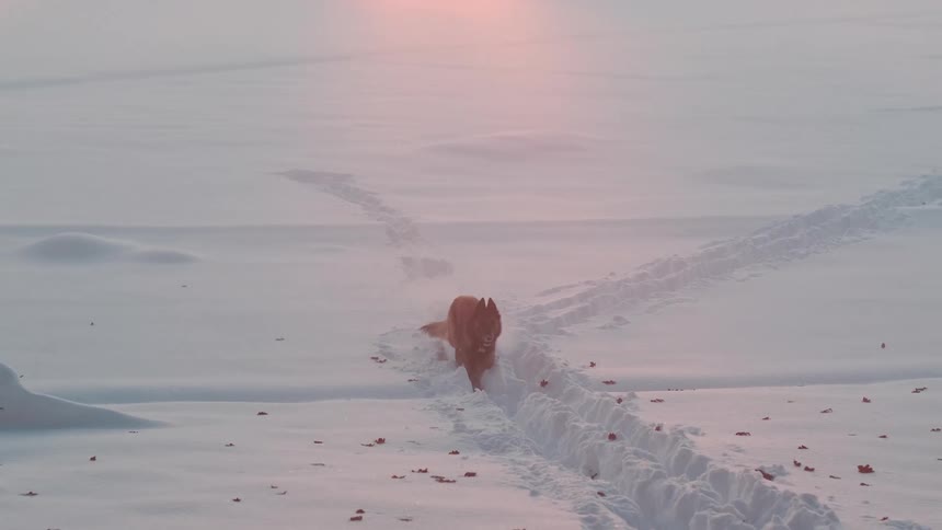 Dog running on snowcovered ground and a woman crouched filming