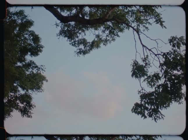 Trees move in the breeze under a cloudy sky