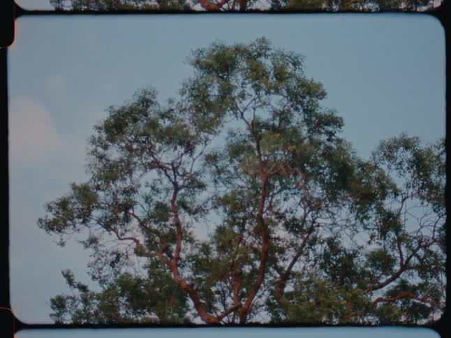 Trees move in the breeze under a cloudy sky