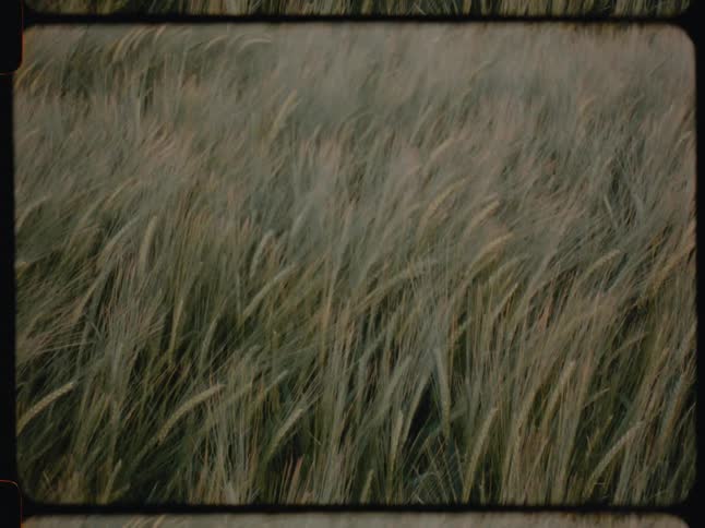 Closeup of tall blades of grass