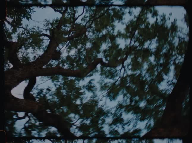 Upward view of trees in the morning