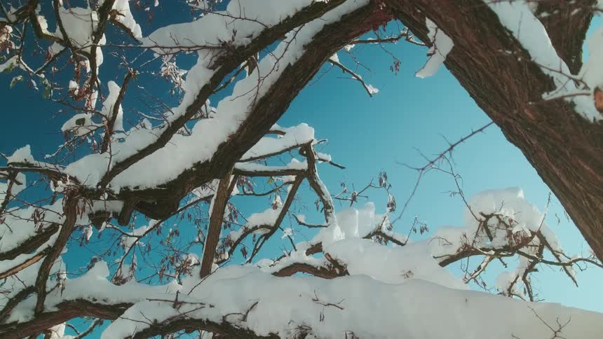 Snow covered tree branches against the blue sky